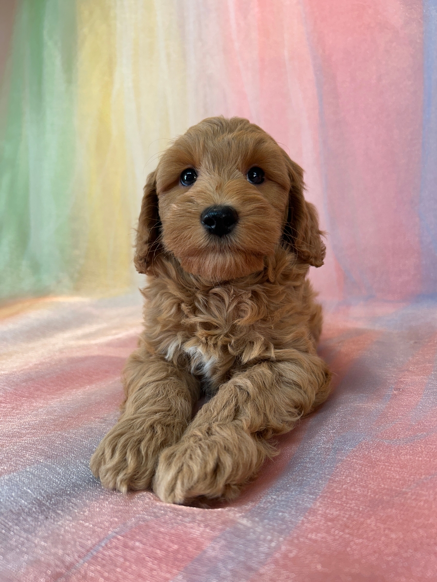 Male Schnoodle Puppy for Sale DOB 8-30-2025 $950